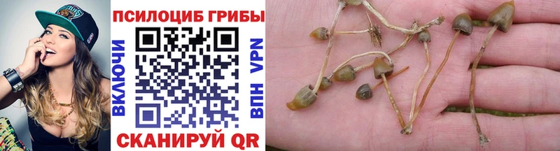 хочу   Липецк  Псилоцибиновые грибы Cubensis 